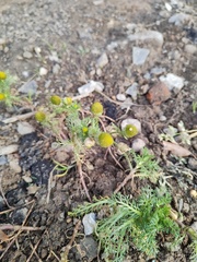 Matricaria discoidea