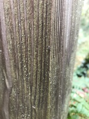 Pogonognathellus longicornis