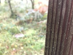 Pogonognathellus longicornis