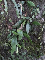 Antrophyum formosanum