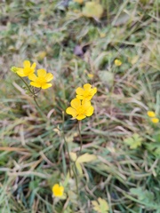 Ranunculus acris
