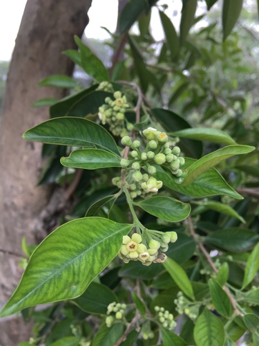 Aquilaria sinensis
