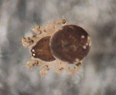 Dipoena melanogaster