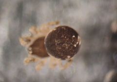 Dipoena melanogaster