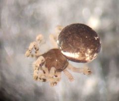 Dipoena melanogaster