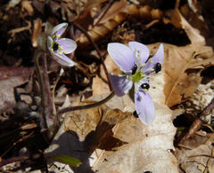 Fabogethes nigrescens