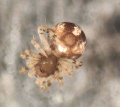 Dipoena melanogaster