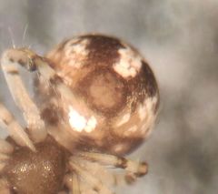 Dipoena melanogaster