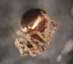 Dipoena melanogaster