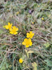 Ranunculus acris