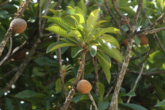 Pouteria sapota