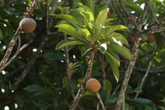 Pouteria sapota