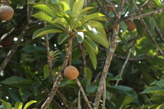 Pouteria sapota