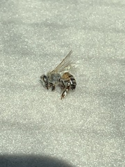 Apis mellifera