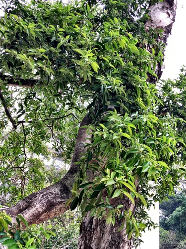 Aquilaria sinensis