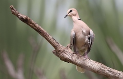 Streptopelia vinacea