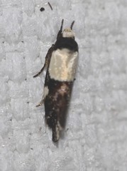 Placocosma hephaestea