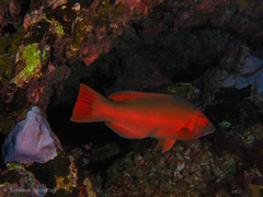 Bodianus scrofa