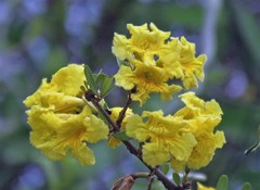 Tabebuia nodosa