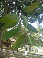 Acacia auriculiformis