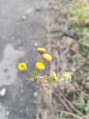 Tanacetum vulgare