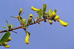 Tabebuia nodosa