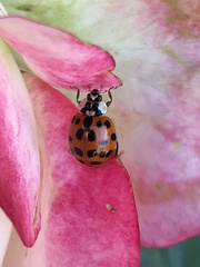 Harmonia axyridis
