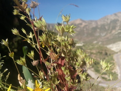 Drymaria fasciculata