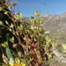 Drymaria fasciculata - Photo (c) danplant,  זכויות יוצרים חלקיות (CC BY-NC), הועלה על ידי danplant