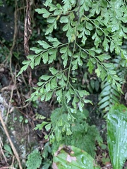 Asplenium neolaserpitiifolium