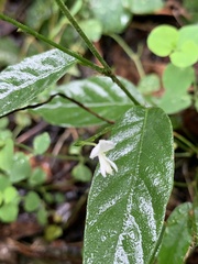 Sohmaea zonata