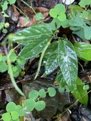 Sohmaea zonata