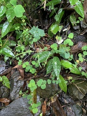Sohmaea zonata
