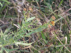 Jacobaea grandidentata