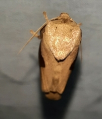 Prolimacodes triangulifera