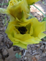 Trichiotinus texanus