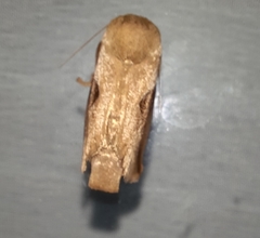 Prolimacodes triangulifera