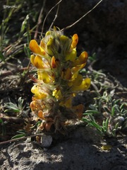 Dalea prostrata