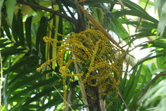 Chamaedorea tepejilote
