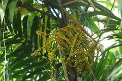 Chamaedorea tepejilote