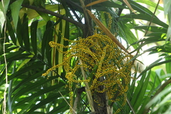 Chamaedorea tepejilote