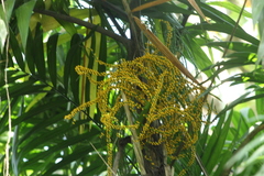 Chamaedorea tepejilote