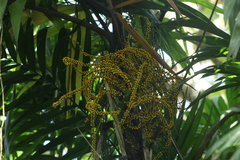 Chamaedorea tepejilote