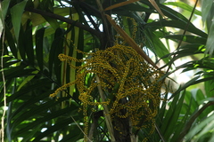 Chamaedorea tepejilote
