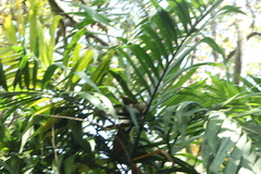 Chamaedorea tepejilote
