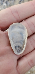 Crepidula plana