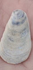 Crepidula plana