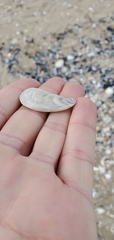 Crepidula plana