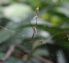 Trichonephila clavipes