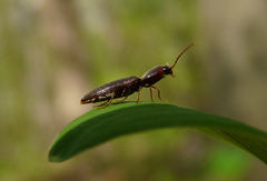 Agriotes oblongicollis